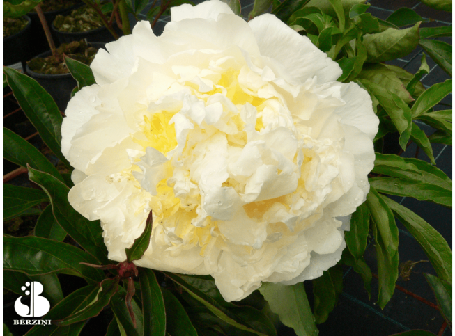 Paeonia lactiflora   'Honey Gold'